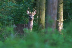 Srnec obecný  ( Capreolus  capreolus )