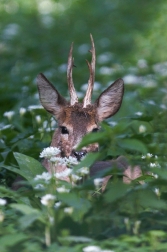 Srnec obecný  ( Capreolus  capreolus )