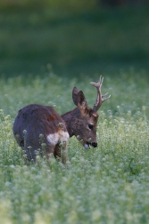 Srnec obecný  ( Capreolus  capreolus )