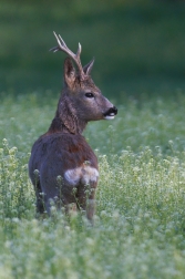 Srnec obecný  ( Capreolus  capreolus )