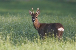 Srnec obecný  ( Capreolus  capreolus )