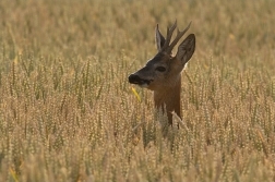 Srnec obecný  ( Capreolus  capreolus )