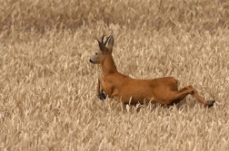 Srnec obecný  ( Capreolus  capreolus )