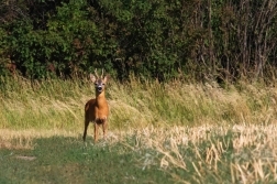 Srnec obecný  ( Capreolus  capreolus )