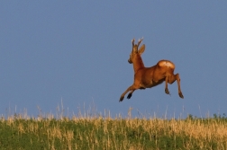 Srnec obecný  ( Capreolus  capreolus )