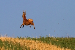 Srnec obecný  ( Capreolus  capreolus )