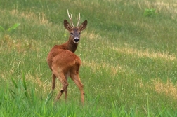 Srnec obecný  ( Capreolus  capreolus )