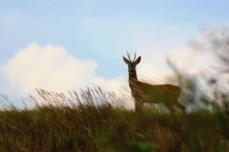 Srnec obecný  ( Capreolus  capreolus )