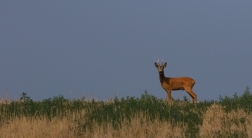 Srnec obecný  ( Capreolus  capreolus )