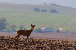 Srnec obecný  ( Capreolus  capreolus )