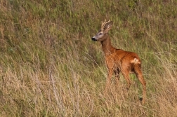 Srnec obecný  ( Capreolus  capreolus )