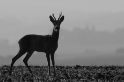 Srnec obecný  ( Capreolus  capreolus )