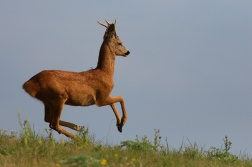 Srnec obecný  ( Capreolus  capreolus )