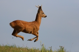 Srnec obecný  ( Capreolus  capreolus )