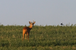 Srnec obecný  ( Capreolus  capreolus )