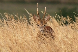 Srnec obecný  ( Capreolus  capreolus )