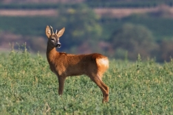 Srnec obecný  ( Capreolus  capreolus )