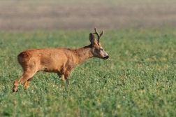 Srnec obecný  ( Capreolus  capreolus )