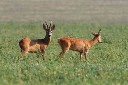 Srnec obecný  ( Capreolus  capreolus )