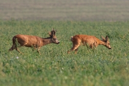 Srnec obecný  ( Capreolus  capreolus )