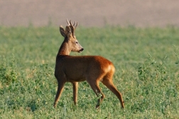 Srnec obecný  ( Capreolus  capreolus )