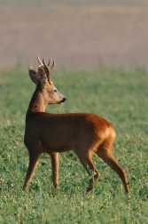 Srnec obecný  ( Capreolus  capreolus )