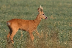 Srnec obecný  ( Capreolus  capreolus )