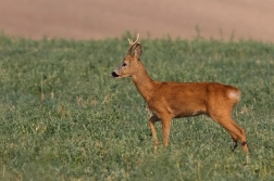 Srnec obecný  ( Capreolus  capreolus )