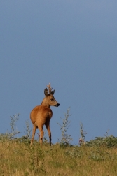 Srnec obecný  ( Capreolus  capreolus )