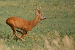 Srnec obecný  ( Capreolus  capreolus )