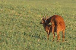 Srnec obecný  ( Capreolus  capreolus )