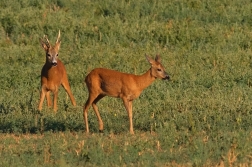 Srnec obecný  ( Capreolus  capreolus )