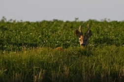 Srnec obecný  ( Capreolus  capreolus )