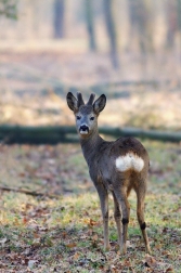 Srnec obecný  ( Capreolus  capreolus )