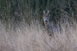 Srnec obecný  ( Capreolus  capreolus )