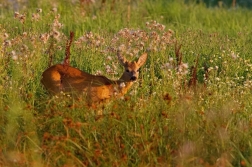 Srnec obecný  ( Capreolus  capreolus )