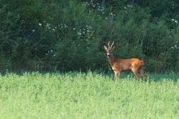 Srnec obecný  ( Capreolus  capreolus )