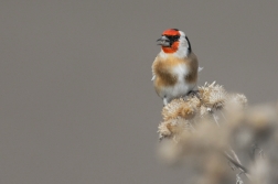 Stehlík obecný  ( Carduelis carduelis )