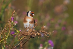 Stehlík obecný  ( Carduelis carduelis )