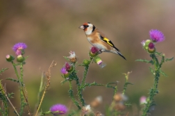 Stehlík obecný  ( Carduelis carduelis )