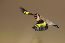 Stehlík obecný  ( Carduelis carduelis )