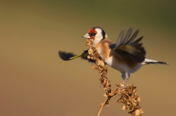 Stehlík obecný  ( Carduelis carduelis )