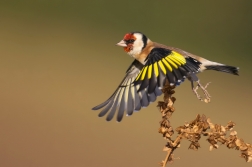 Stehlík obecný  ( Carduelis carduelis )