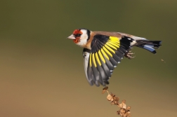 Stehlík obecný  ( Carduelis carduelis )