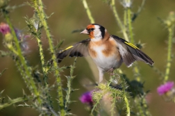 Stehlík obecný  ( Carduelis carduelis )