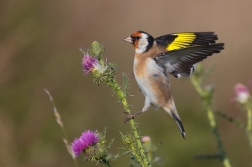 Stehlík obecný  ( Carduelis carduelis )