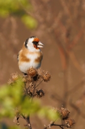 Stehlík obecný  ( Carduelis carduelis )