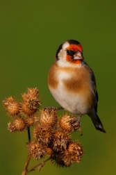 Stehlík obecný  ( Carduelis carduelis )