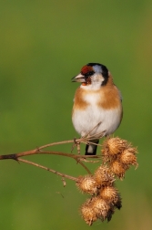 Stehlík obecný  ( Carduelis carduelis )