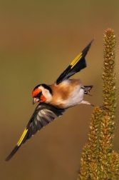 Stehlík obecný  ( Carduelis carduelis )